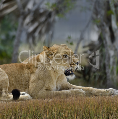 Female Lion