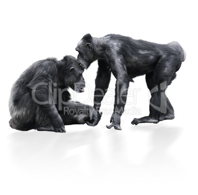 Two Black Chimpanzee