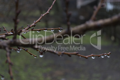 Drops on the branches