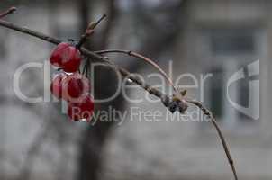 Guelder-rose at the window