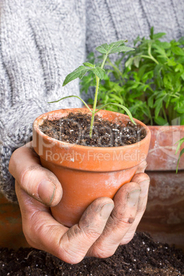 tomato plant