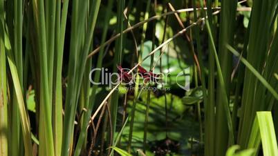 Libelle bei Teich