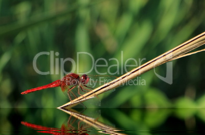 Scarlet dragonfly, Camargue, France