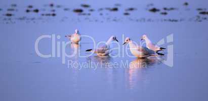 Seagulls on the water