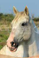 White camargue horse, France