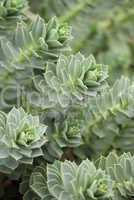 Myrtle Spurge - Euphorbia myrsinites