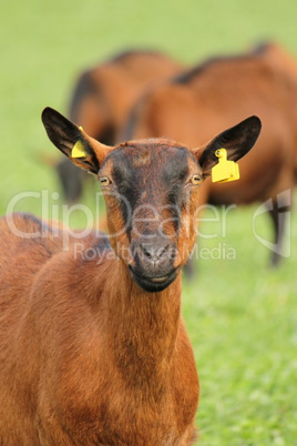 Portrait of a goat