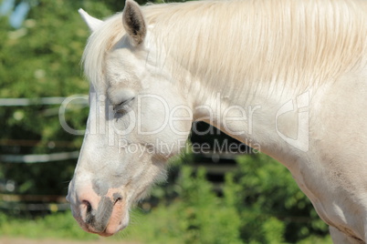 Sleepy white horse