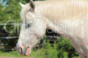 Sleepy white horse