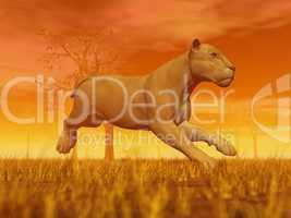 Lioness running