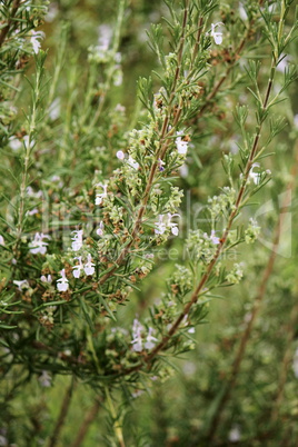 Rosemary