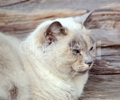 Peaceful ragdoll cat