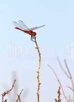 Scarlet dragonfly, Camargue, France