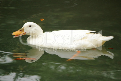 White duck talking