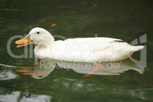White duck talking