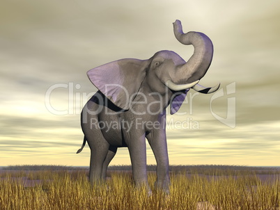 Elephant in the savannah - 3D render