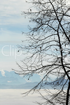 Winter tree and Alps mountains upon the fog