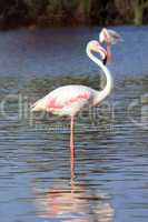 Proud flamingo