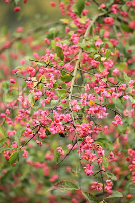 Spindle tree (euonymus europaeus)