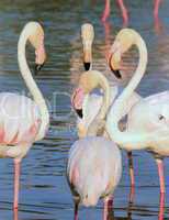 Flamingos meeting