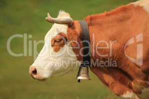 Cow and bell