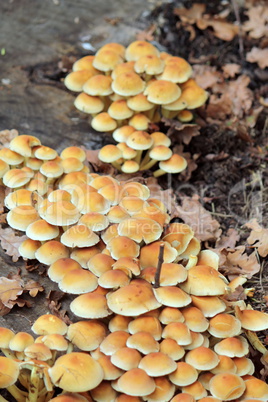 Sulphur Tuft - Hypholoma fasciculare