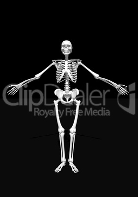 White skeleton - 3D render