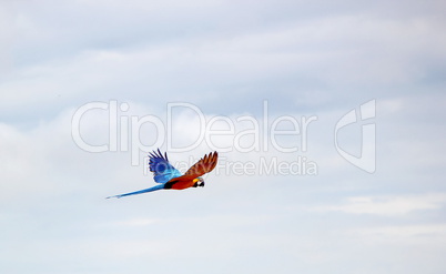 Ara macaw flying