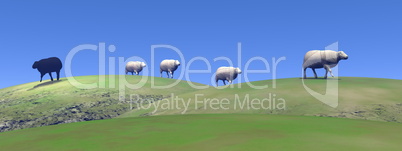 Black sheep - 3D render