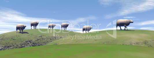 Sheeps - 3D render