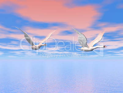 Swans flying - 3D render