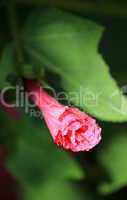 Red hibiscus flower closed