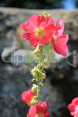 Red hibiscus flower