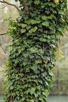Ivy on the trink
