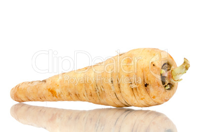 Parsnip