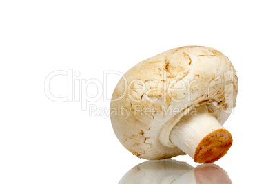 Mushroom paris