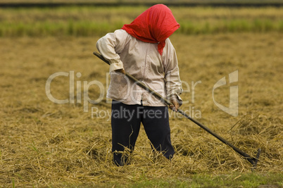 farmer