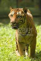 potrait of a tiger