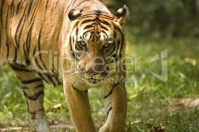 potrait of a tiger