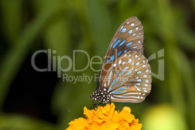 butterfly with natural background