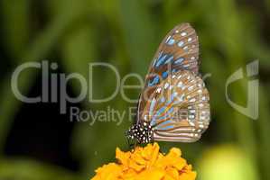 butterfly with natural background