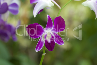 orchid