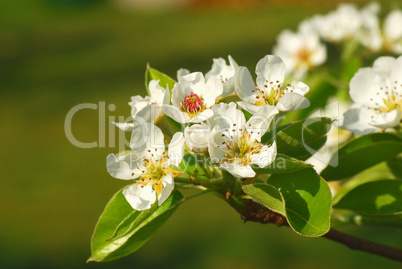 Birnenblüten