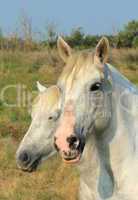 White camargue horses, France