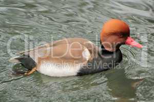 Pochard duck on water