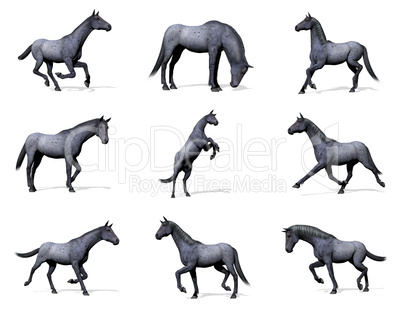 Set of blue roan horses - 3D render