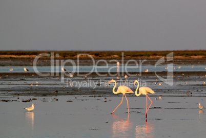 Flamingos walking in the water