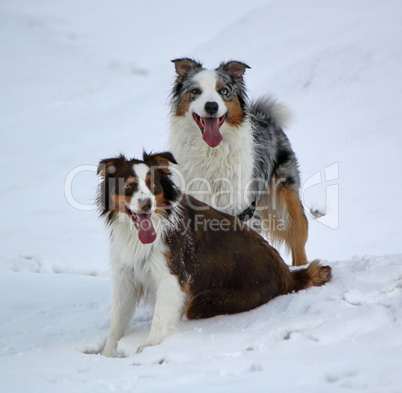 Couple of australian shepherd in the snow