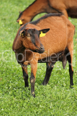 Portrait of a goat