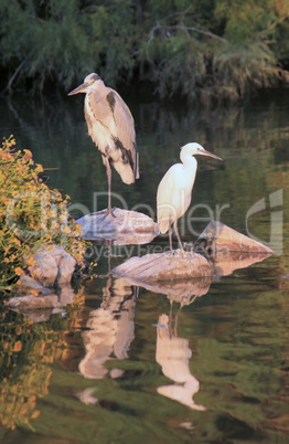 Heron and egret